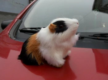 Pet Kobay Peluş Oyuncak Sevimli Hamster Bebek Araba Aksesuarları Maskot