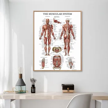 İnsan Anatomisi Duvar sanat posterleri Baskı İskelet Kas Tıp Eğitimi Tuval Boyama HD Baskı modern ev dekorasyonu Resimleri